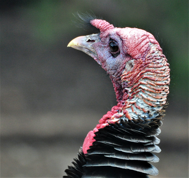 turkey head